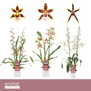 Cambria mix 2-spike
(6 Plants/Order)(12cmP 50cmH)