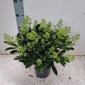 Skimmia japonica Finchy 17 cm 20+ Flower
(6 Plants/Order)(17cmP 40cmH)