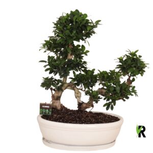 Ficus Ginseng micr. Snake type in Ceramics ovaal schaal schotel white
(1 Plants/Order)(50cmP 80cmH)