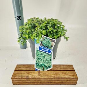 Tsuga canadensis Jeddeloh
(1 Plants/Order)(19cmP 30cmH)
