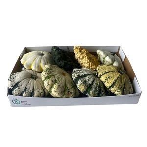 Cucurbita Pattison mix Plant *8
(8 Plants/Order)(10cmP cmH)