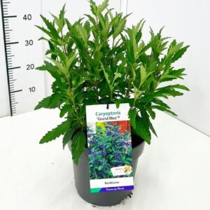 Caryopteris x clandonensis Grand Bleu' C5
(1 Plants/Order)(23cmP 60cmH)