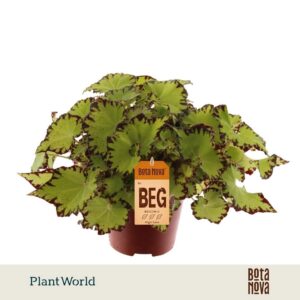 Begonia Magic Colours Jive rex
(8 Plants/Order)(12cmP 25cmH)