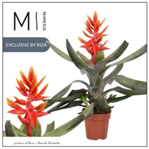 Aechmea Pepita Elegant Flames 12cm Mimesis
(8 Plants/Order)(12cmP 45cmH)