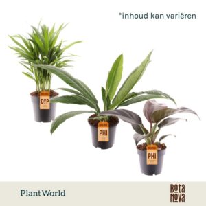 Indoor plants Groenmix Island Saver
(6 Plants/Order)(14cmP 40cmH)