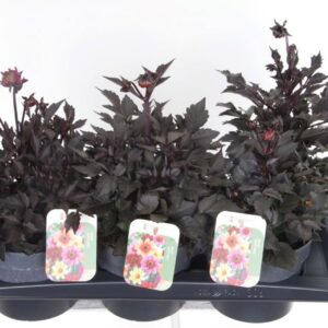 Dahlia other stek/zaad Happy Days mix
(6 Plants/Order)(17cmP 40cmH)
