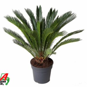 Cycas revoluta
(1 Plants/Order)(30cmP 100cmH)