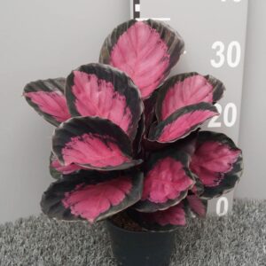 Calathea roseopicta Mysty Red
(6 Plants/Order)(12cmP 35cmH)