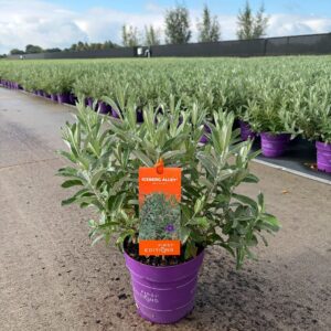 Salix Salix 'Iceberg Alley' - P19 - First Editions
(1 Plants/Order)(19cmP 30cmH)
