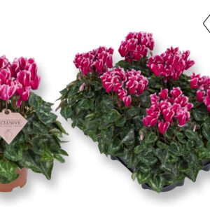 Cyclamen Exclusive® Odora Geurend!!
(8 Plants/Order)(10.5cmP 25cmH)