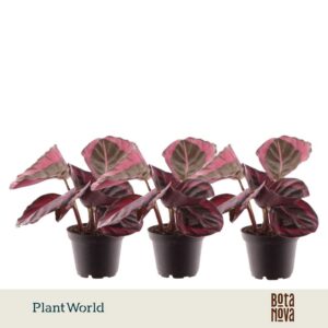Calathea Princess Jesse 7 cm
(16 Plants/Order)(7cmP 20cmH)