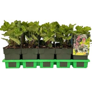 Heuchera americana Dale Strain' P11
(10 Plants/Order)(11cmP 25cmH)