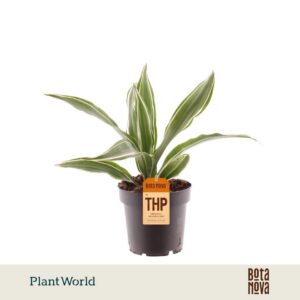Dracaena Warneckei Fragrans
(10 Plants/Order)(12cmP 40cmH)