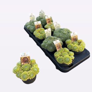 Sempervivum mix Coral Rocks WEB!Mix!
(8 Plants/Order)(12cmP 14cmH)