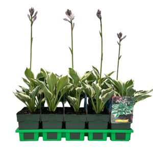 Hosta Patriot
(10 Plants/Order)(11cmP 25cmH)