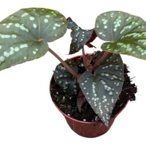 Begonia Begonia Pandora
(14 Plants/Order)(8cmP 12cmH)