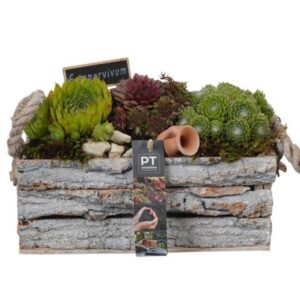 Arrangementen Sempervivum PTS7434 in houten bak
(4 Plants/Order)(25cmP 17cmH)