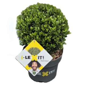 Ilex crenata Dark Green P23, ball Ø25cm
(1 Plants/Order)(23cmP 40cmH)