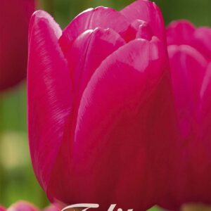 Droge Bulbs Tulipa Triumph Pink Ardour x10 12/+
(10 Plants/Order)(20cmP 50cmH)