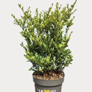 Ilex crenata Dark Green P19, Struik 30-40cm
(1 Plants/Order)(19cmP 45cmH)