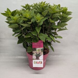 Hydrangea paniculata (Gardenlight) Pinklight 23 cm
(1 Plants/Order)(23cmP 60cmH)