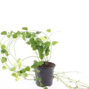 Vinca major
(8 Plants/Order)(14cmP 25cmH)