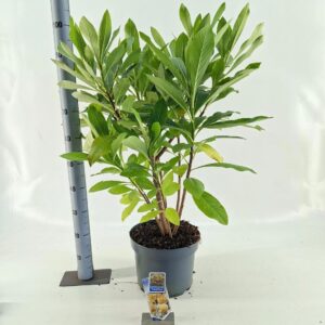 Edgeworthia chrysantha Gra
(1 Plants/Order)(29cmP 95cmH)