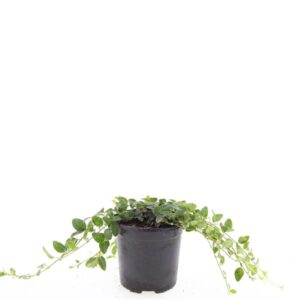 Vinca Alba minor
(8 Plants/Order)(14cmP 25cmH)