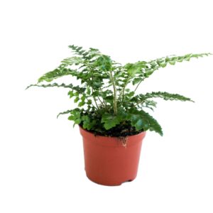 Polystichum polyblepharum (Winterhard)
(20 Plants/Order)(8.5cmP 20cmH)