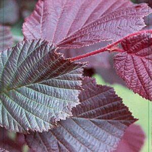 Corylus maxima 'Rote Lambert' 80-100C5
(1 Plants/Order)(23cmP 100cmH)