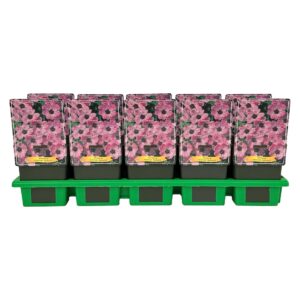 Geranium cinereum Ballerina
(10 Plants/Order)(11cmP 25cmH)