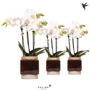 Phalaenopsis Multiflora white 3 spike in Classy Cube Pot
(6 Plants/Order)(9cmP 40cmH)