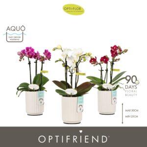 Phalaenopsis Multiflora Optifriend mix 3 spike in Molise White Aquo
(6 Plants/Order)(7cmP 25cmH)