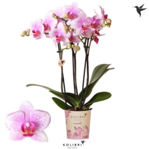 Phalaenopsis Multiflora Mineral Rotterdam 3 spike
(12 Plants/Order)(9cmP 40cmH)