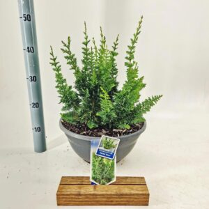 Chamaecyparis obtusa ‘Teddy Bear’
(1 Plants/Order)(33cmP 40cmH)