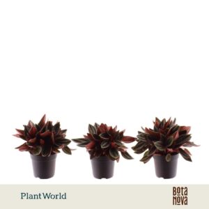 Peperomia Rosso
(12 Plants/Order)(7cmP 10cmH)