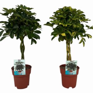 Schefflera gevlochten stam mixed Gold Capella and Compacta (Peat Free Veenvri
(1 Plants/Order)(19cmP 80cmH)