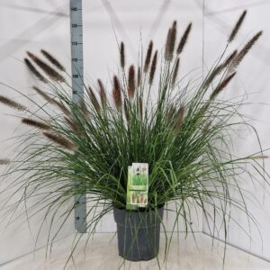 Pennisetum alopecuroides Viridescens'
(1 Plants/Order)(29cmP 120cmH)