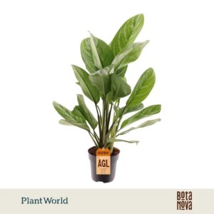 Aglaonema Stripes
(6 Plants/Order)(17cmP 80cmH)