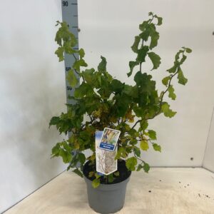 Corylus avellana Medusa ('JWW9' PBR)
(1 Plants/Order)(23cmP 60cmH)