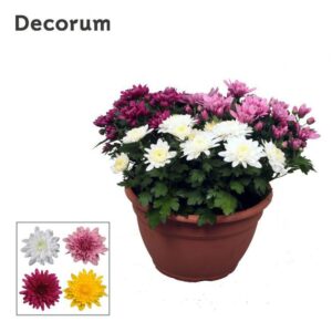 Chrysanthemum Chrystal Chrysanne® Grandezza schaal Carnaval L
(1 Plants/Order)(25cmP 25cmH)