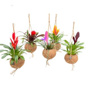 Bromelia Kokodama 12 cm mix
(8 Plants/Order)(12cmP 30cmH)