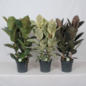 Ficus mix
(1 Plants/Order)(27cmP 105cmH)