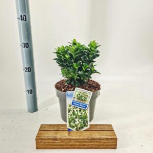 Euonymus Paloma Blanca jap. ('Lankveld03'PBR)
(1 Plants/Order)(19cmP 30cmH)