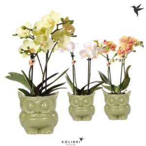 Phalaenopsis Multiflora mix 2 spike in Owl Pot green
(6 Plants/Order)(9cmP 40cmH)