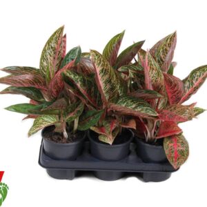 Aglaonema other Starshine
(6 Plants/Order)(13cmP 30cmH)