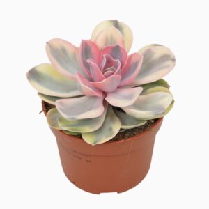 Echeveria rainbow 10,5 cm
(10 Plants/Order)(10.5cmP 14cmH)