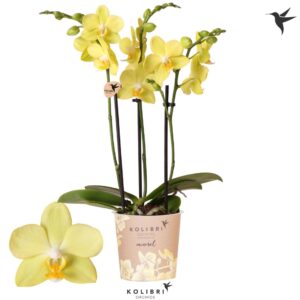 Phalaenopsis Multiflora Mineral La Paz 3 spike
(12 Plants/Order)(9cmP 40cmH)