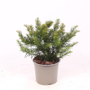 Taxus baccata Repandens
(1 Plants/Order)(17cmP 45cmH)