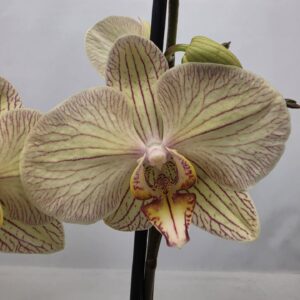 Phalaenopsis other Limited 65 Week 22
(10 Plants/Order)(12cmP 55cmH)